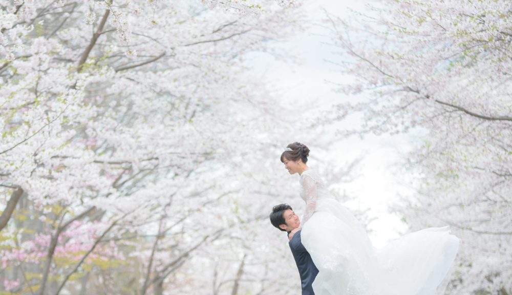 札幌中島公園桜結婚写真